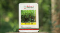 Ravi Hybrid Seeds Bhavana-285 F1 Chilli