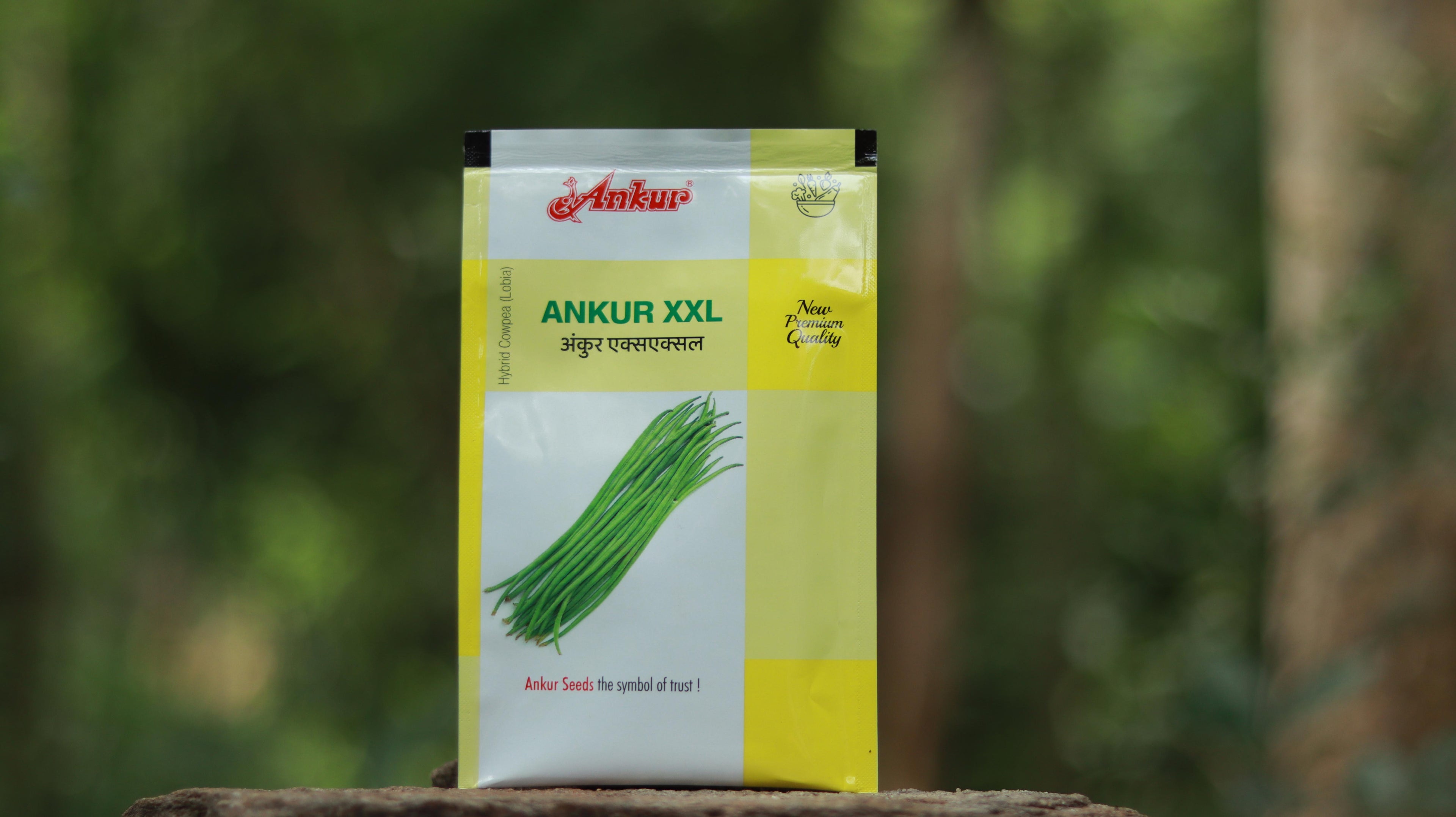 Ankur XXL Hybrid Cowpea (Lobia)